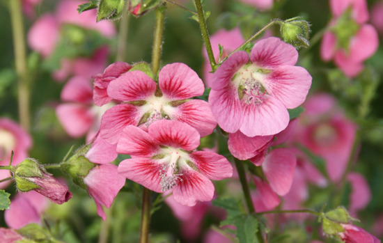 ANISODONTEA capensis