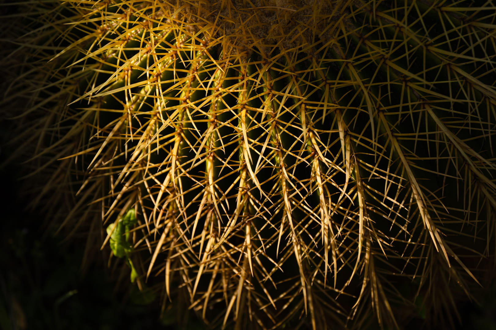 5F9A6930_1