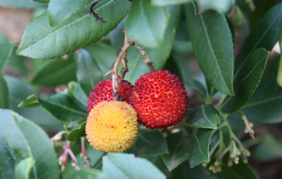 ARBUTUS unedo