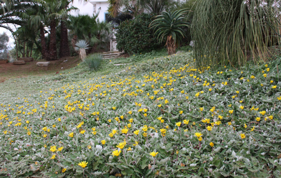 ARCTOTHECA calendula