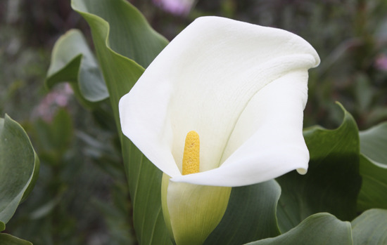 ZANTHEDESCHIA aethiopica (=Calla a.)