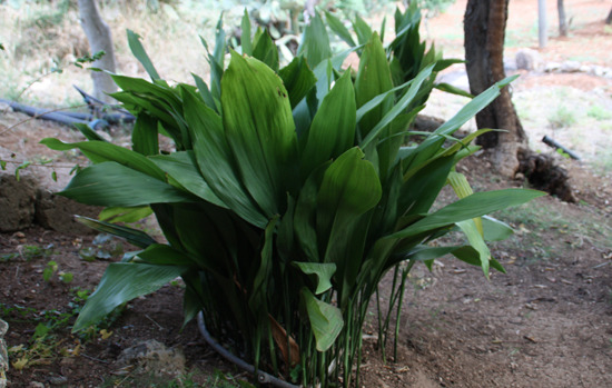 ASPIDISTRA elatior