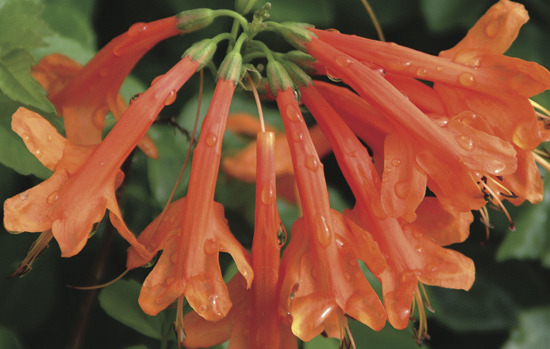 BIGNONIA capensis (=Tecomaria capensis)