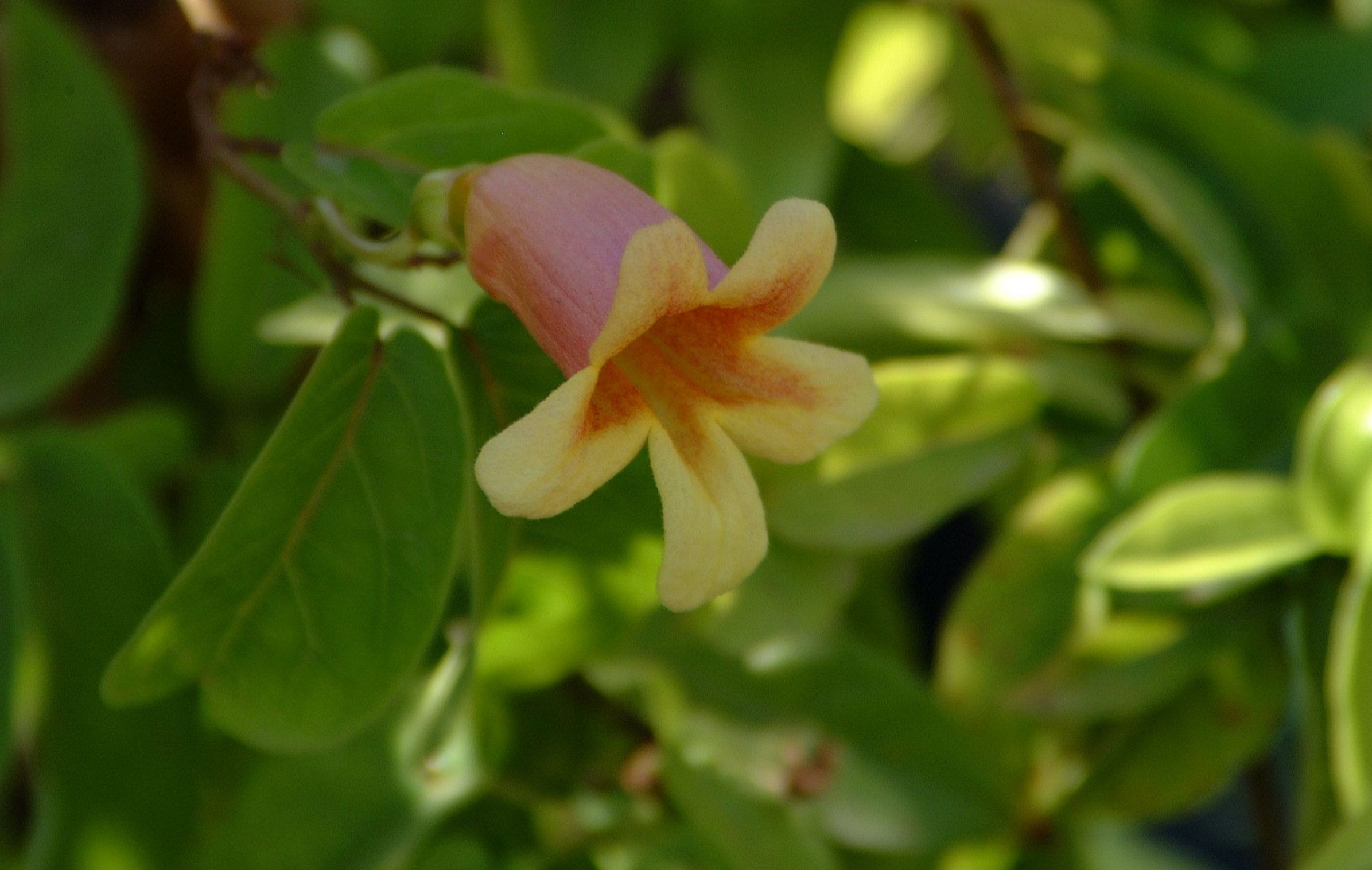 BIGNONIA capreolata